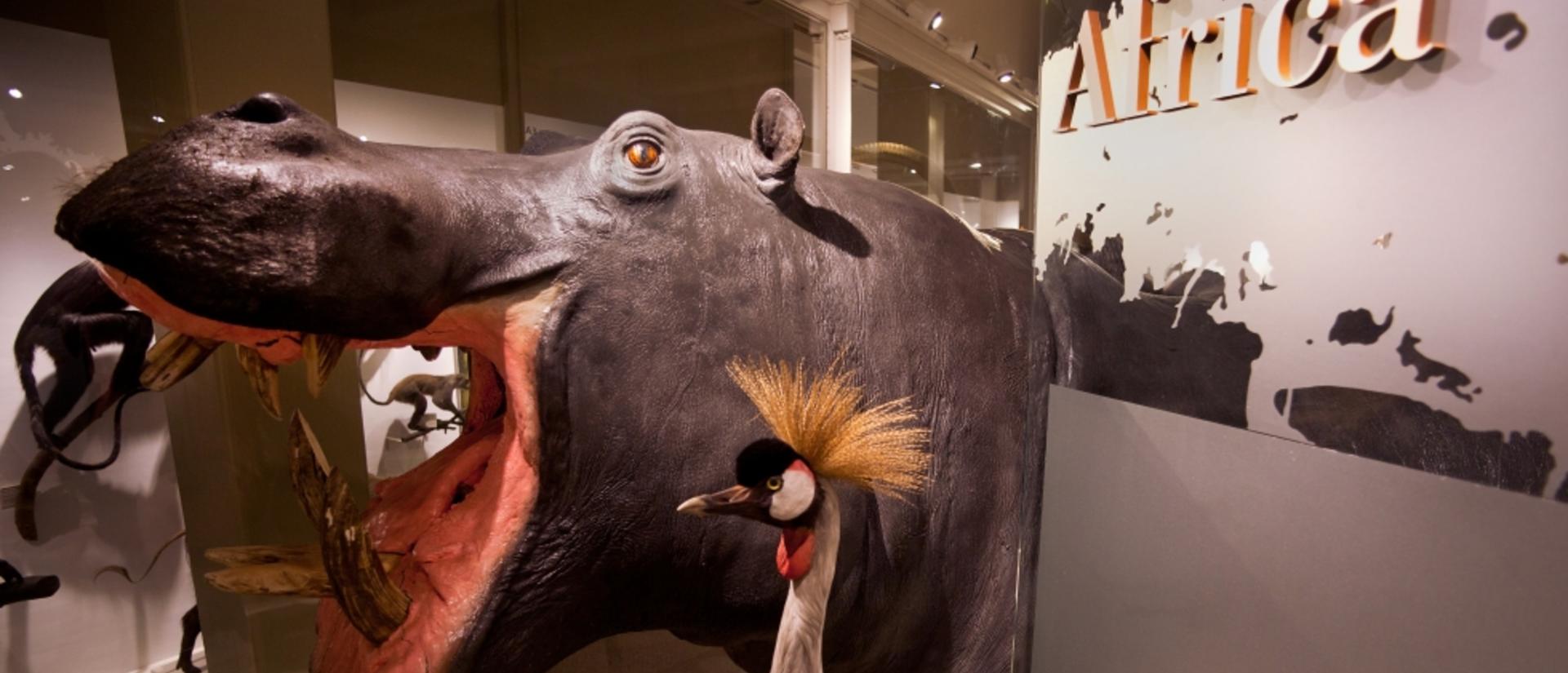 Mounted specimen of African hippopotamus and bird at Harvard Peabody Museum