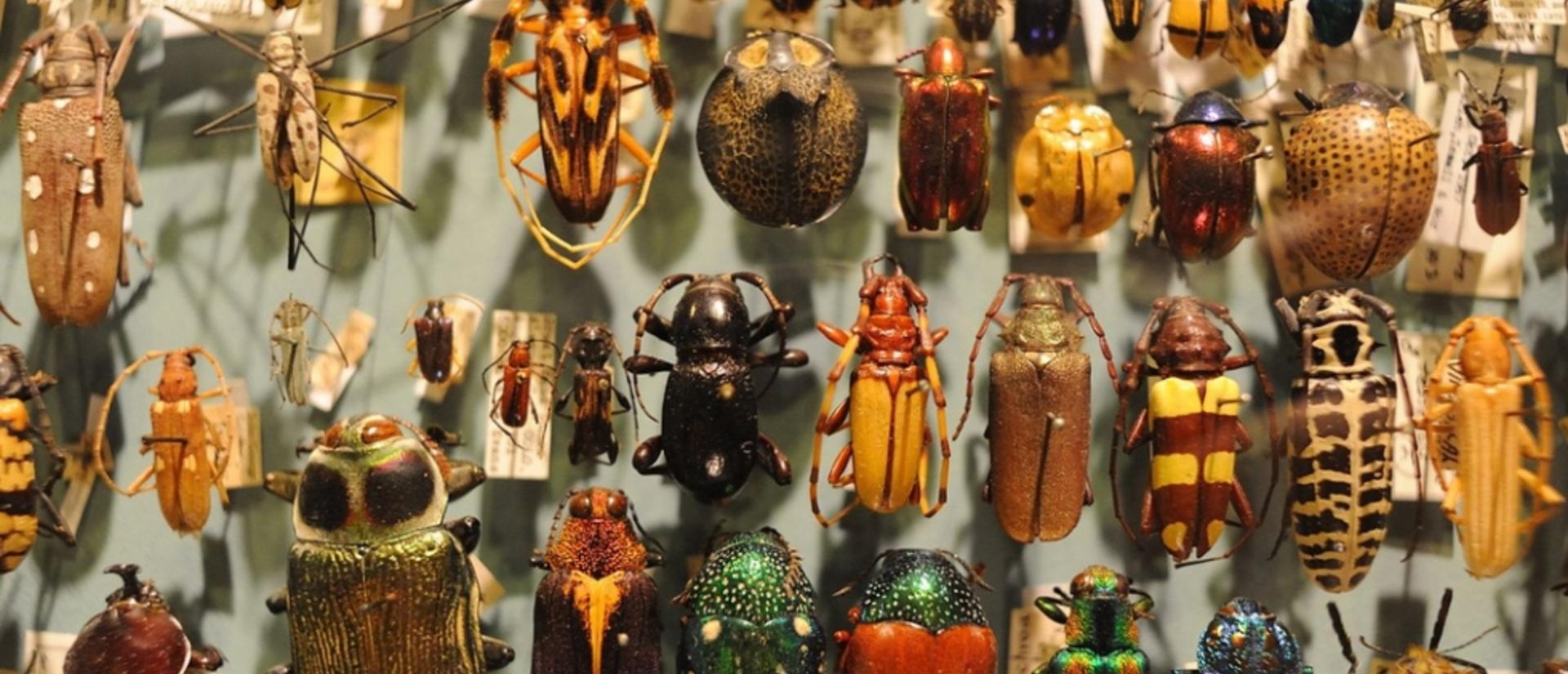 A collection of beetles from the Harvard Peabody Museum