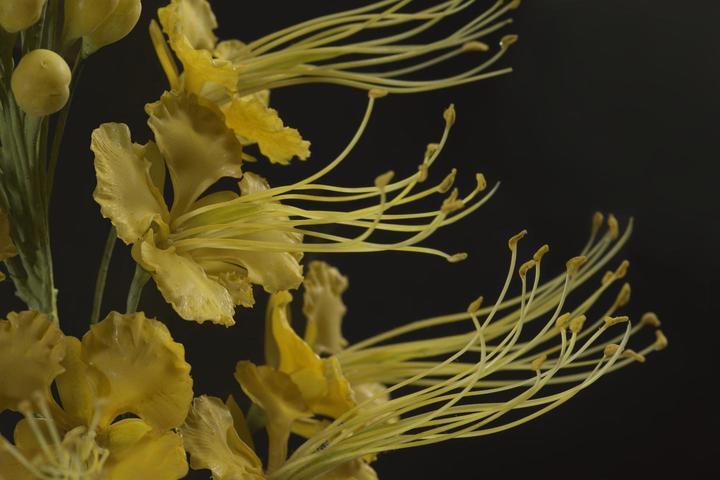 Close-up of hyper-realistic yellow glass flowers with frilled edges and long, tendril-like anthers