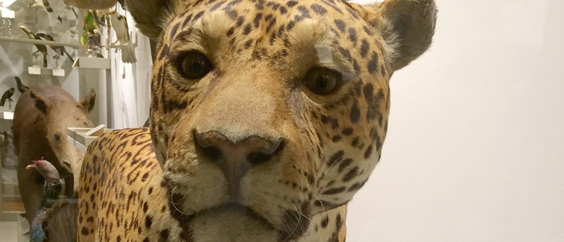 Mounted jaguar specimen in a stalking pose with mouth open showing teeth
