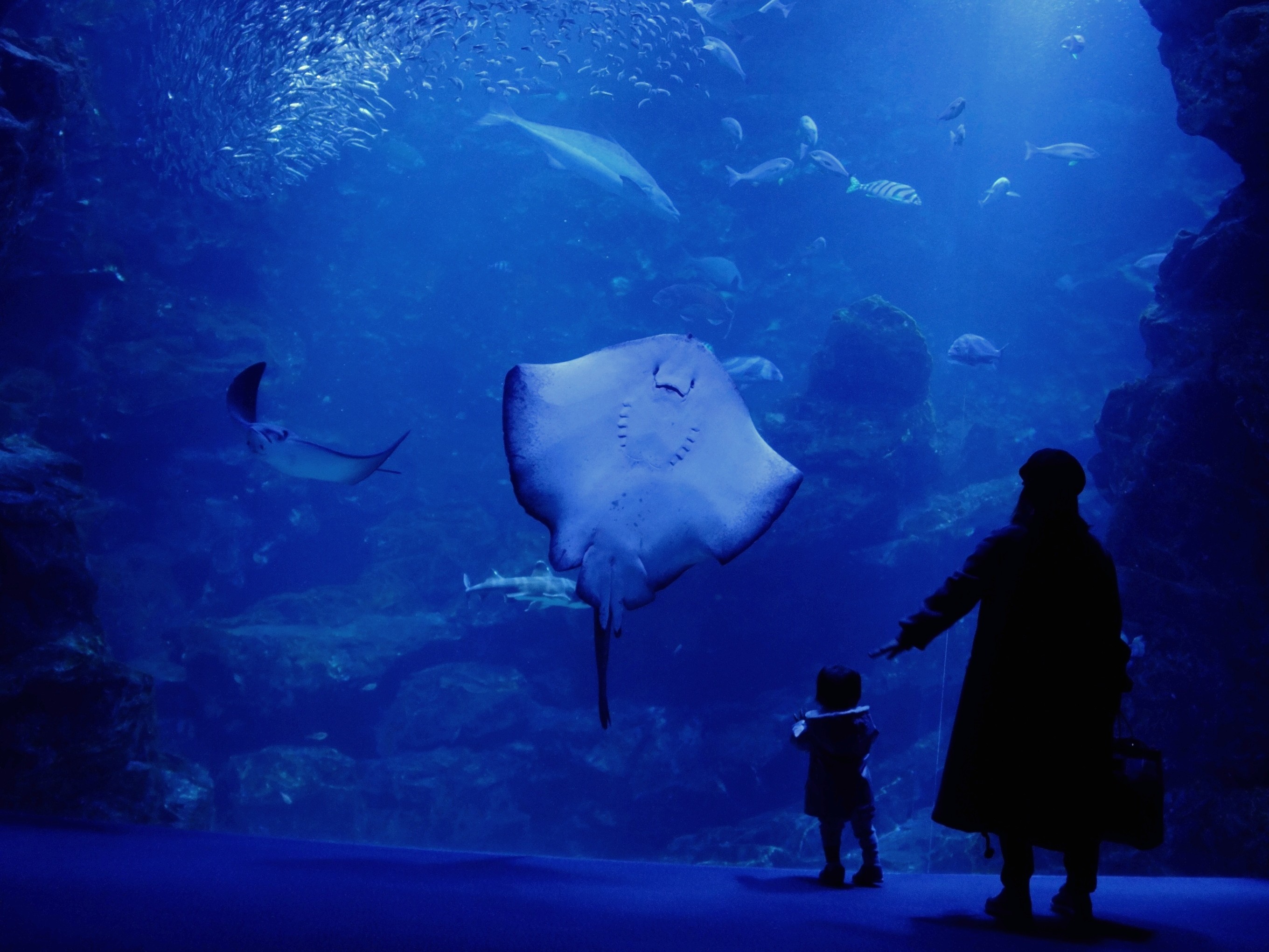 Two individuals stand in front of a large aquarium tank, observing the underside of a large stingray and other marine life inside